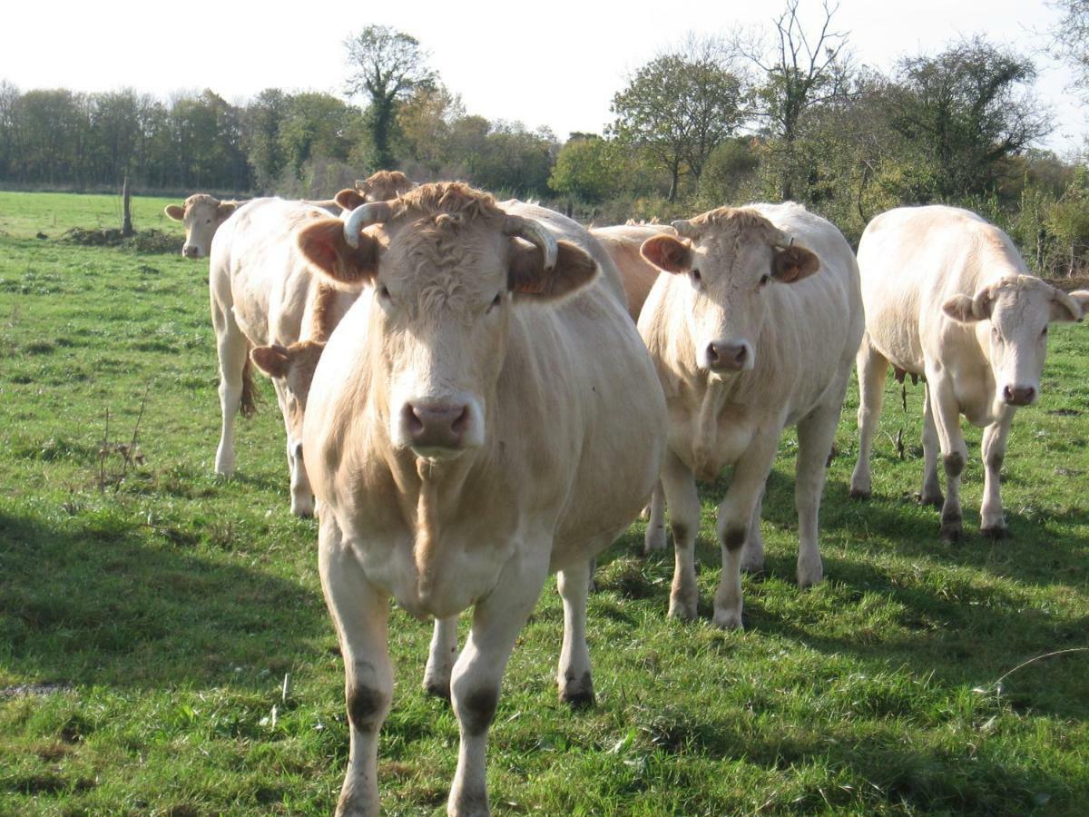 La Ferme De Montigny Villa Asnieres-en-Bessin Eksteriør bilde